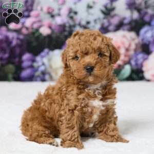 Tommy, Miniature Poodle Puppy